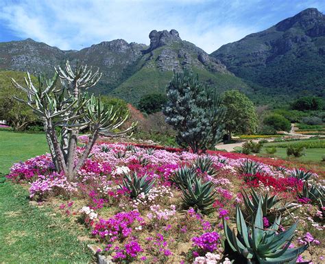 botanischer garten kirstenbosch fotos|218,114 Free photos of Kirstenbosch Botanischer Garten